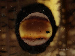 図2 セスジスズメ幼虫の目玉模様