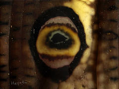 図3 セスジスズメ幼虫の目玉模様