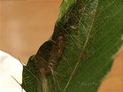 図4 ヤマトカギバ蛹の抜殻