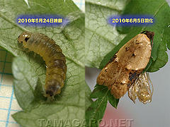 図5 夏型の幼虫、成虫（同一個体） 