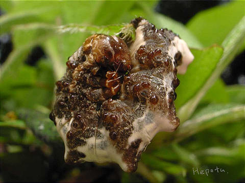 図1 オカモトトゲエダシャク幼虫