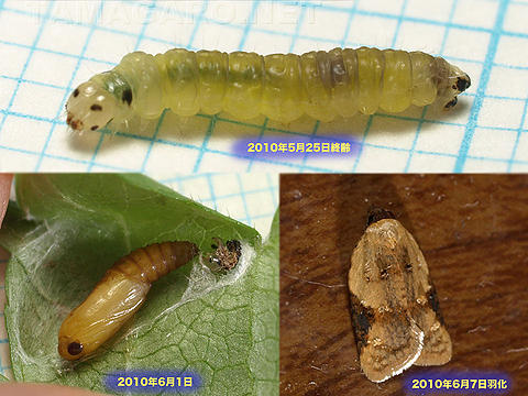 図6 夏型の幼虫、蛹、成虫（同一個体） 