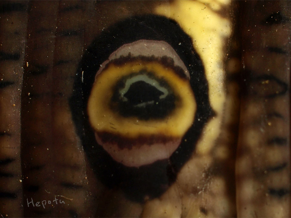 図3 セスジスズメ幼虫の目玉模様