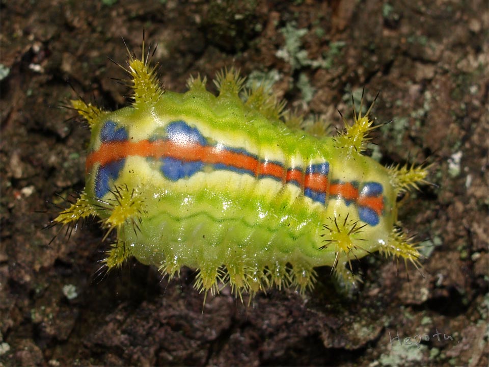 図3 クロシタアオイラガ幼虫